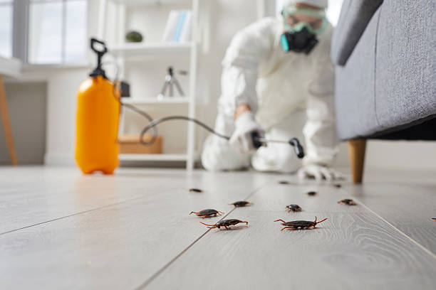 Post-Treatment Bed Bug Interceptor Monitoring in Oliver Springs